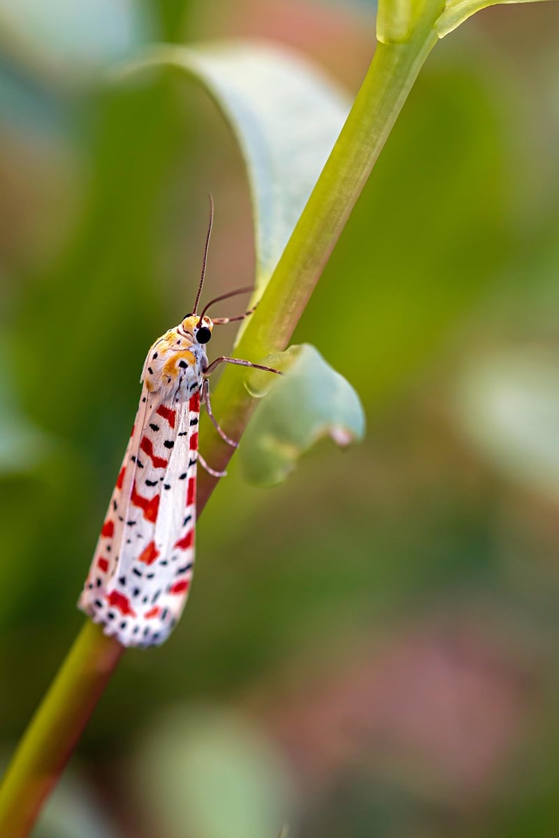 Cabbage Moth
